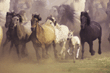 horses